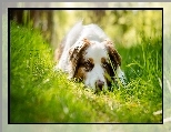 Owczarek australijski-australian shepherd, Trawa